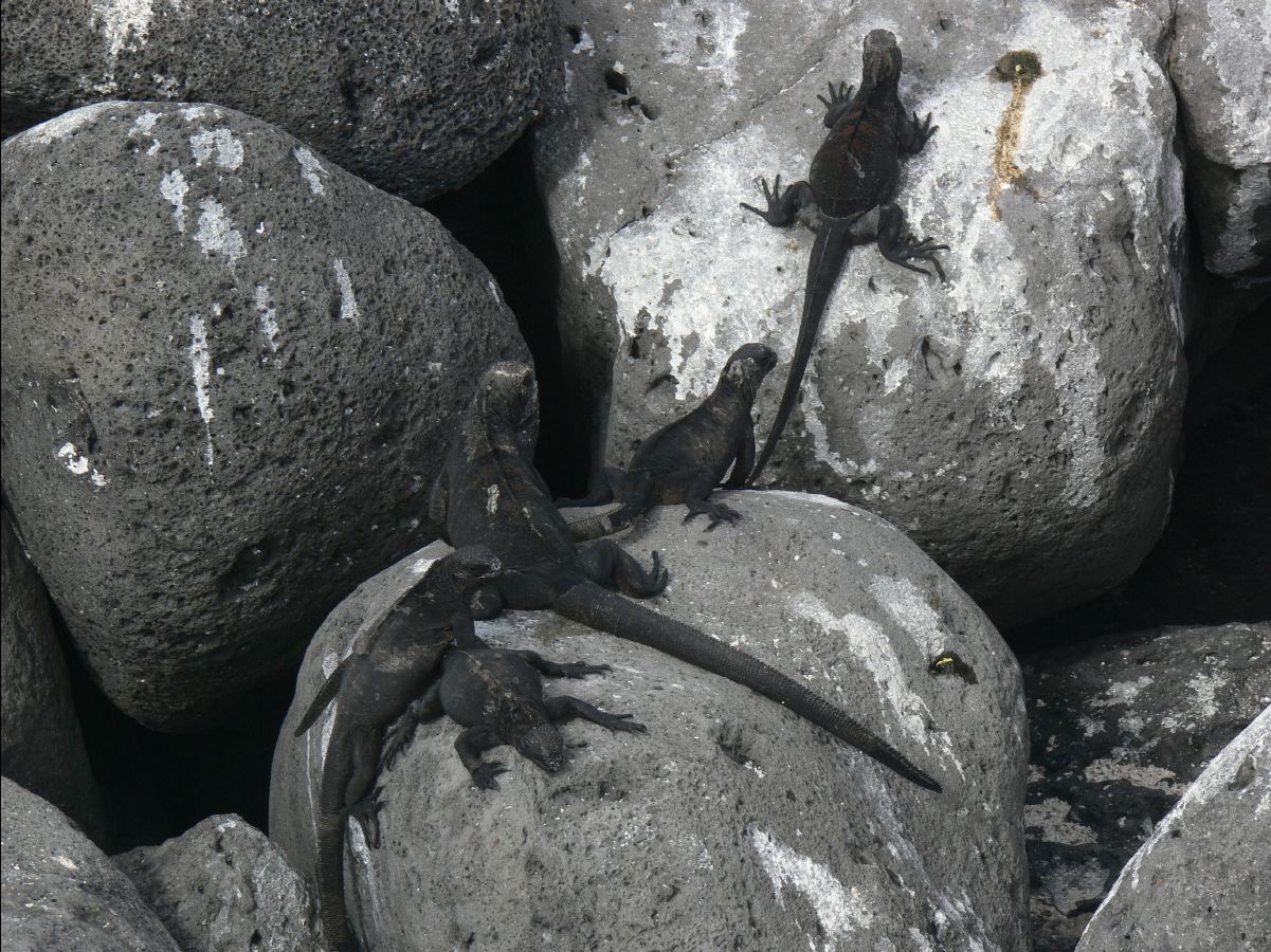 Marine Iguana122